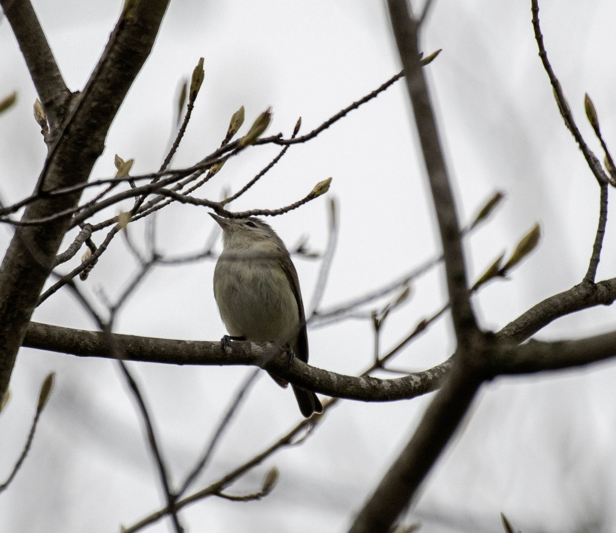 Warbling Vireo - ML618401091
