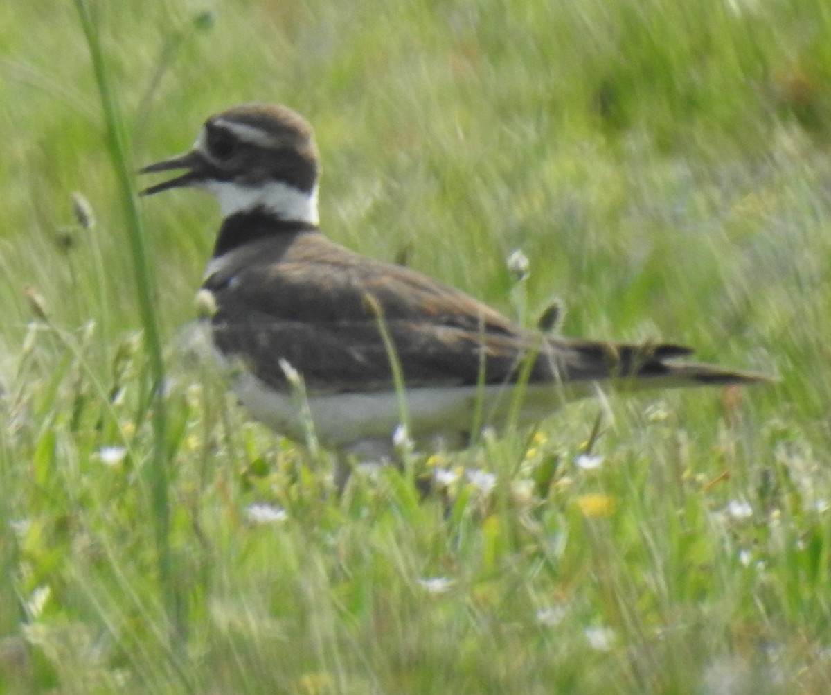 Killdeer - Harry Colestock