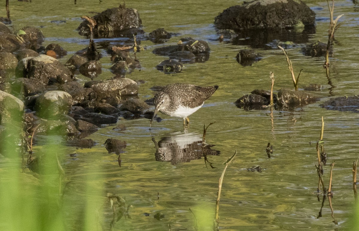 Solitary Sandpiper - ML618401099