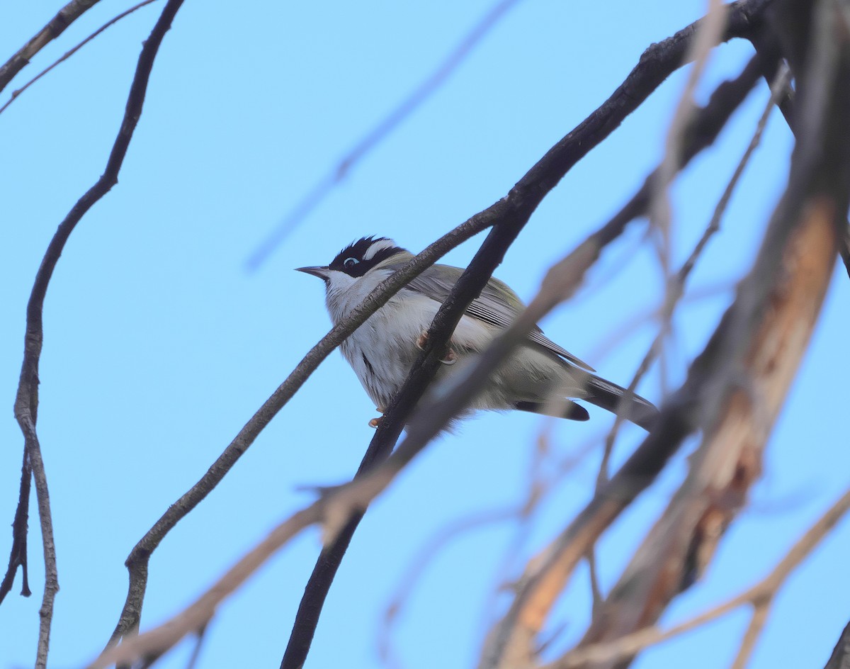 Black-chinned Honeyeater - Jonathan Boucher