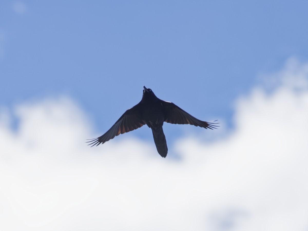 Boat-tailed Grackle - ML618401104