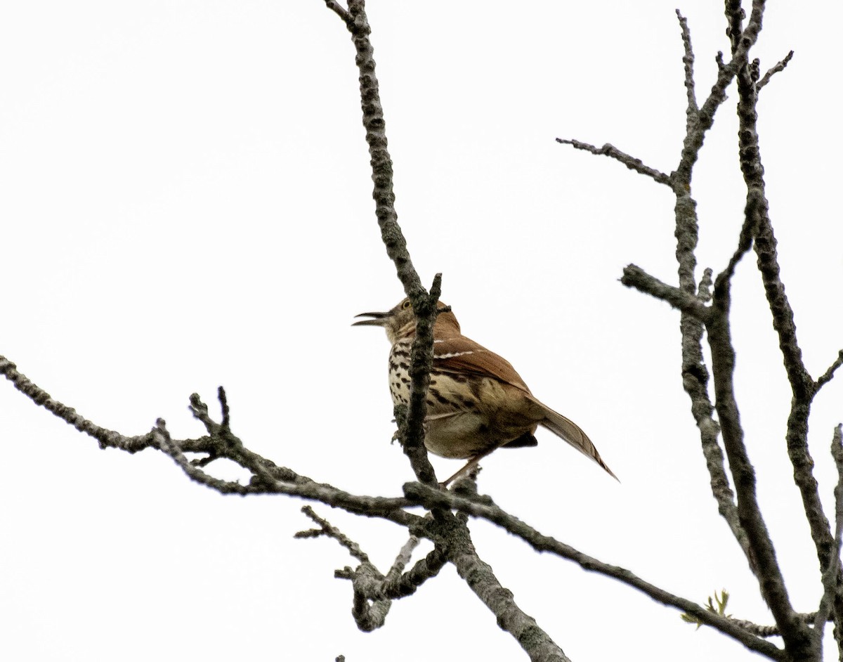 Brown Thrasher - ML618401106