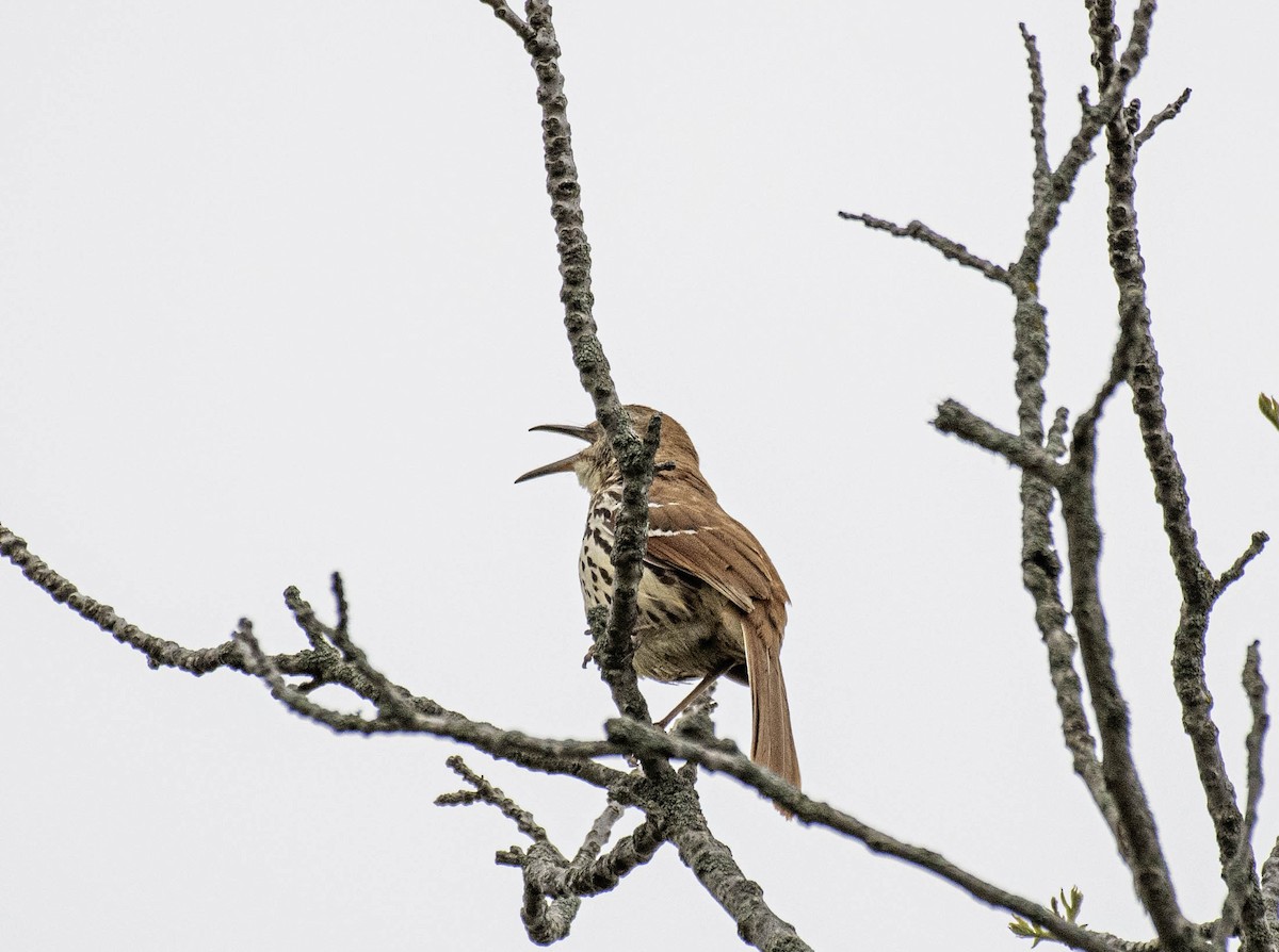 Brown Thrasher - ML618401107