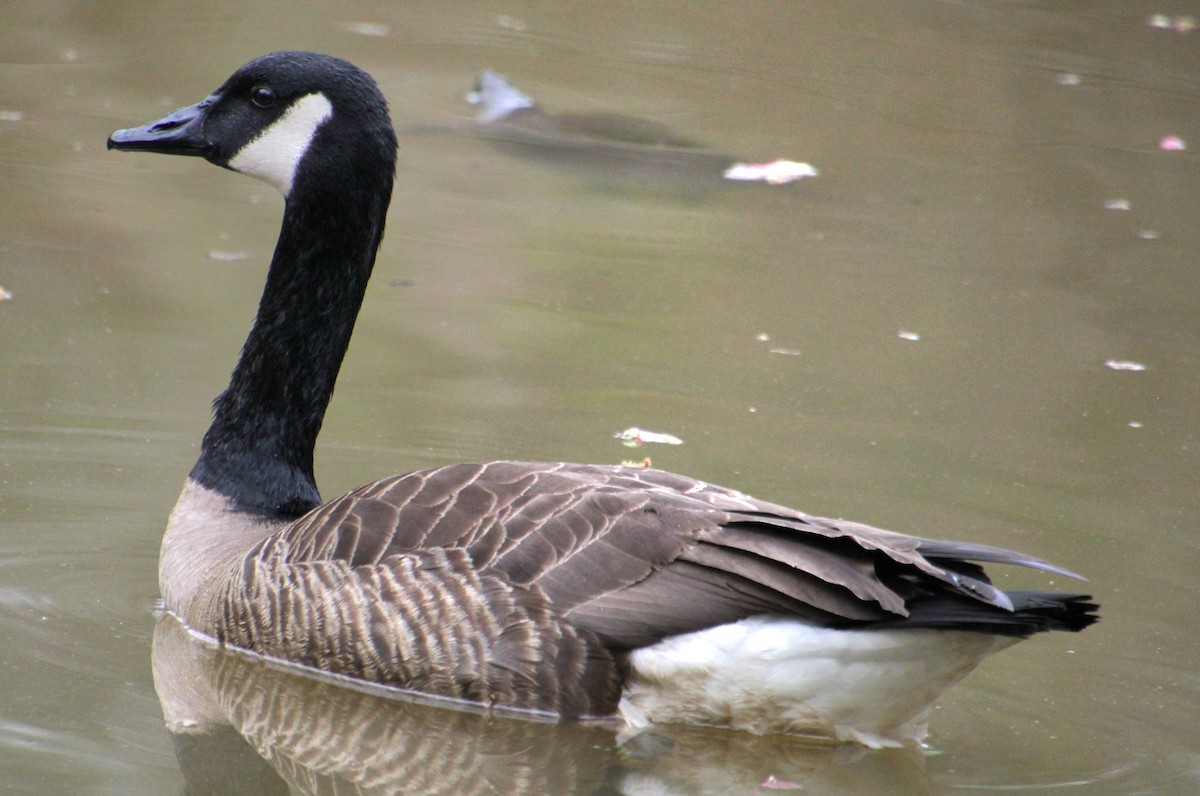 Canada Goose - Samuel Harris