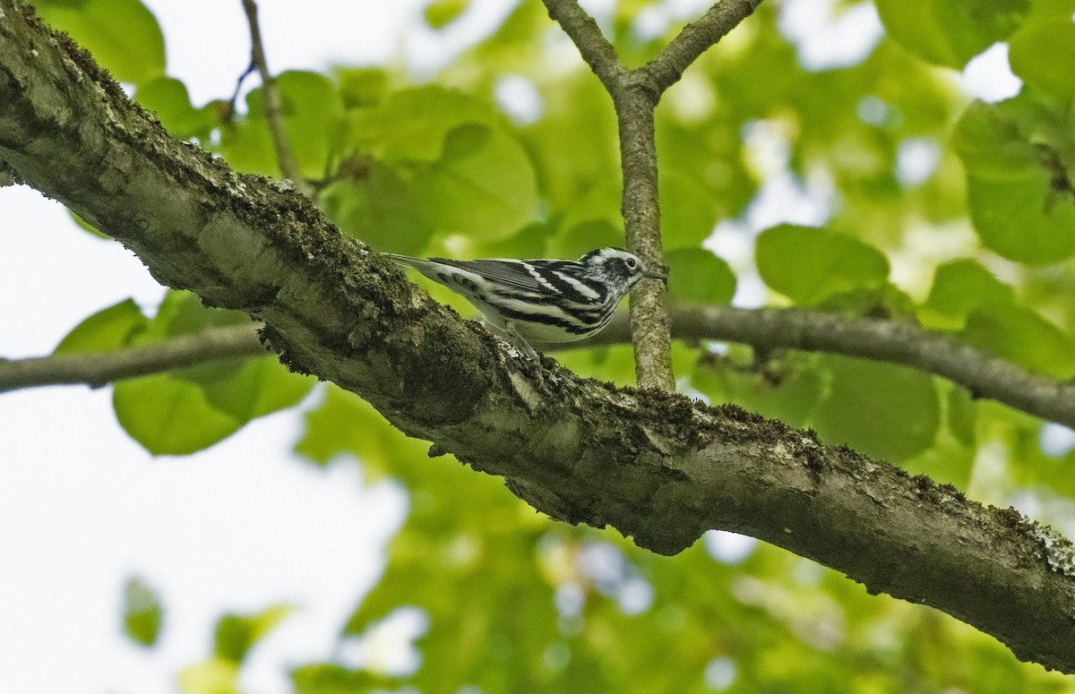 Black-and-white Warbler - ML618401140