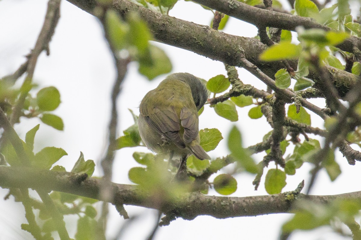 Tennessee Warbler - ML618401141