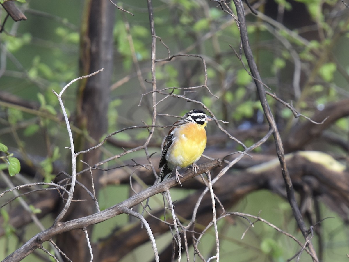 Golden-breasted Bunting - Shirley Bobier
