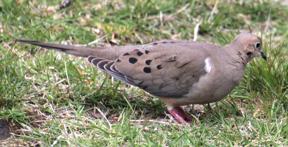 Mourning Dove - ML618401151