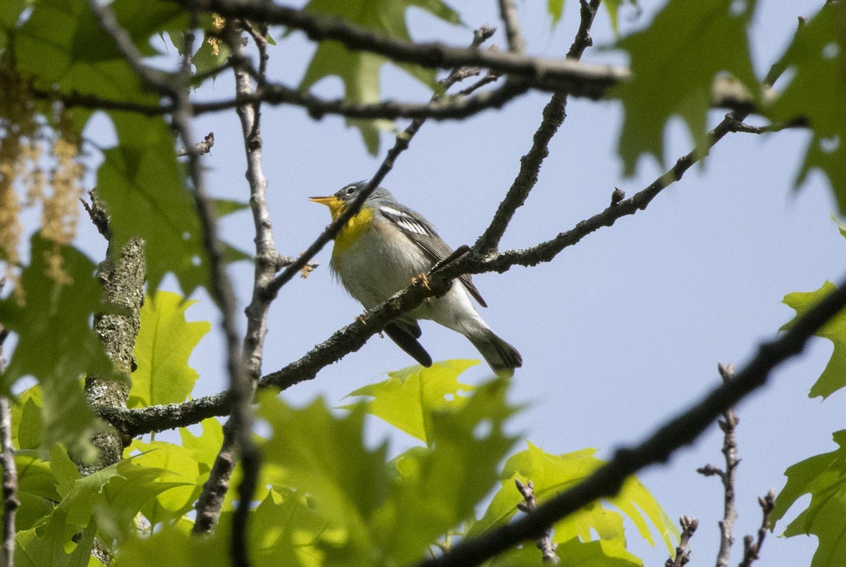 Northern Parula - ML618401152