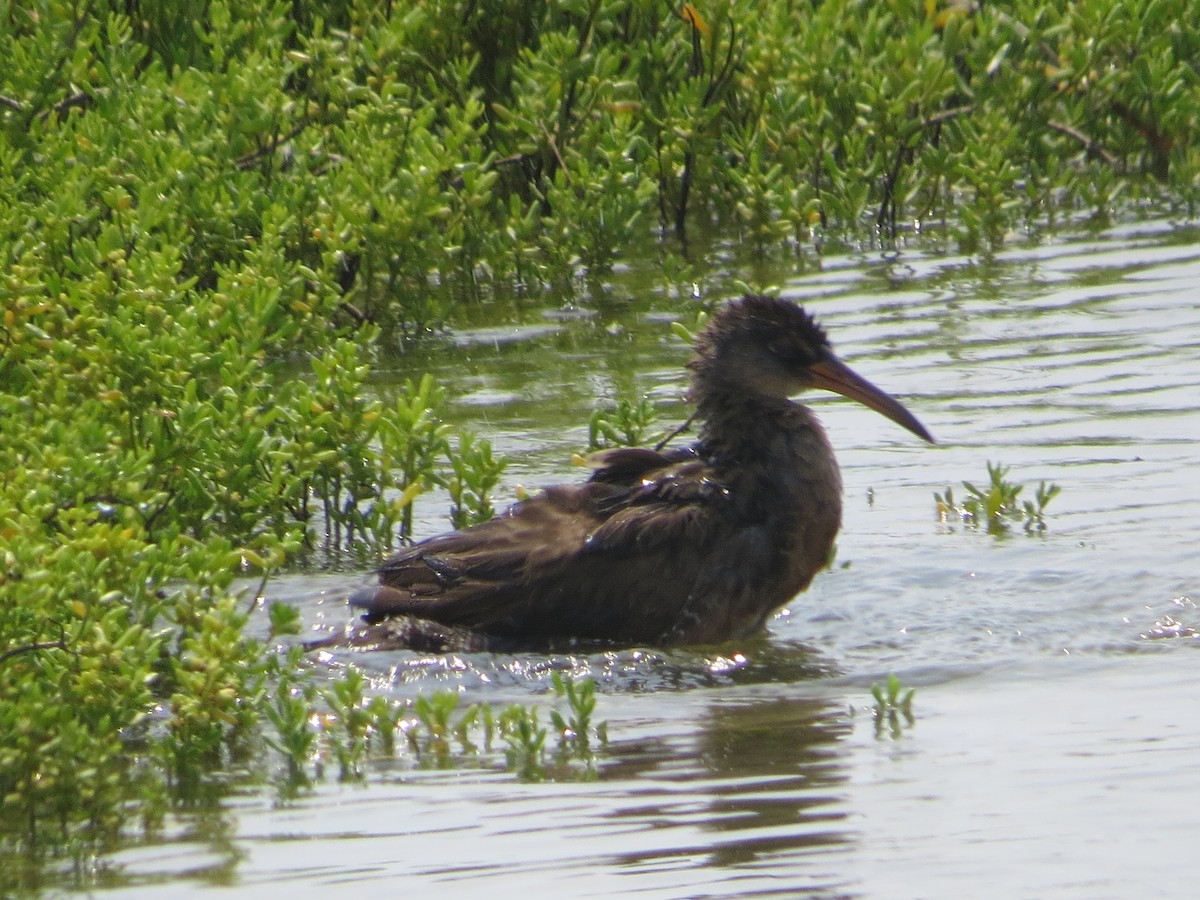 Clapper Rail - ML618401168