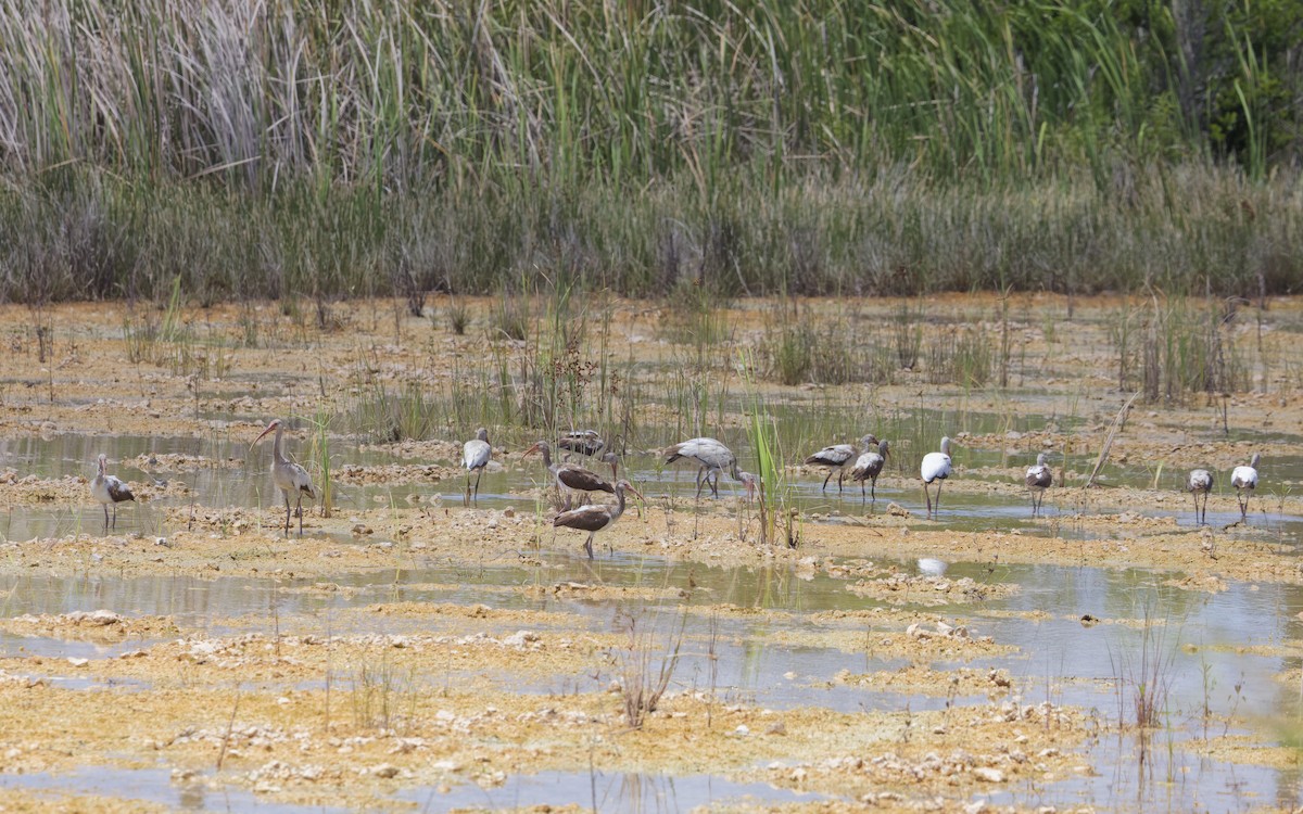 White Ibis - ML618401172