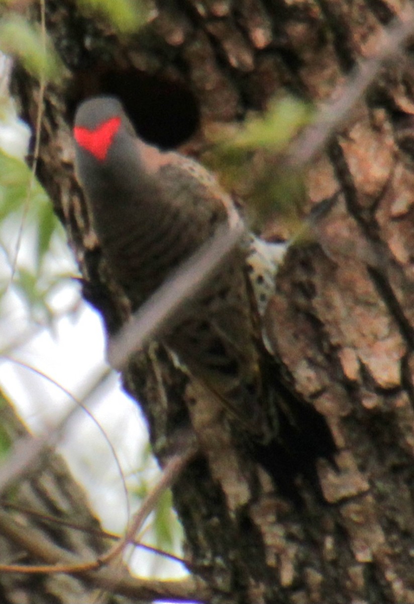 Northern Flicker (Yellow-shafted) - ML618401175