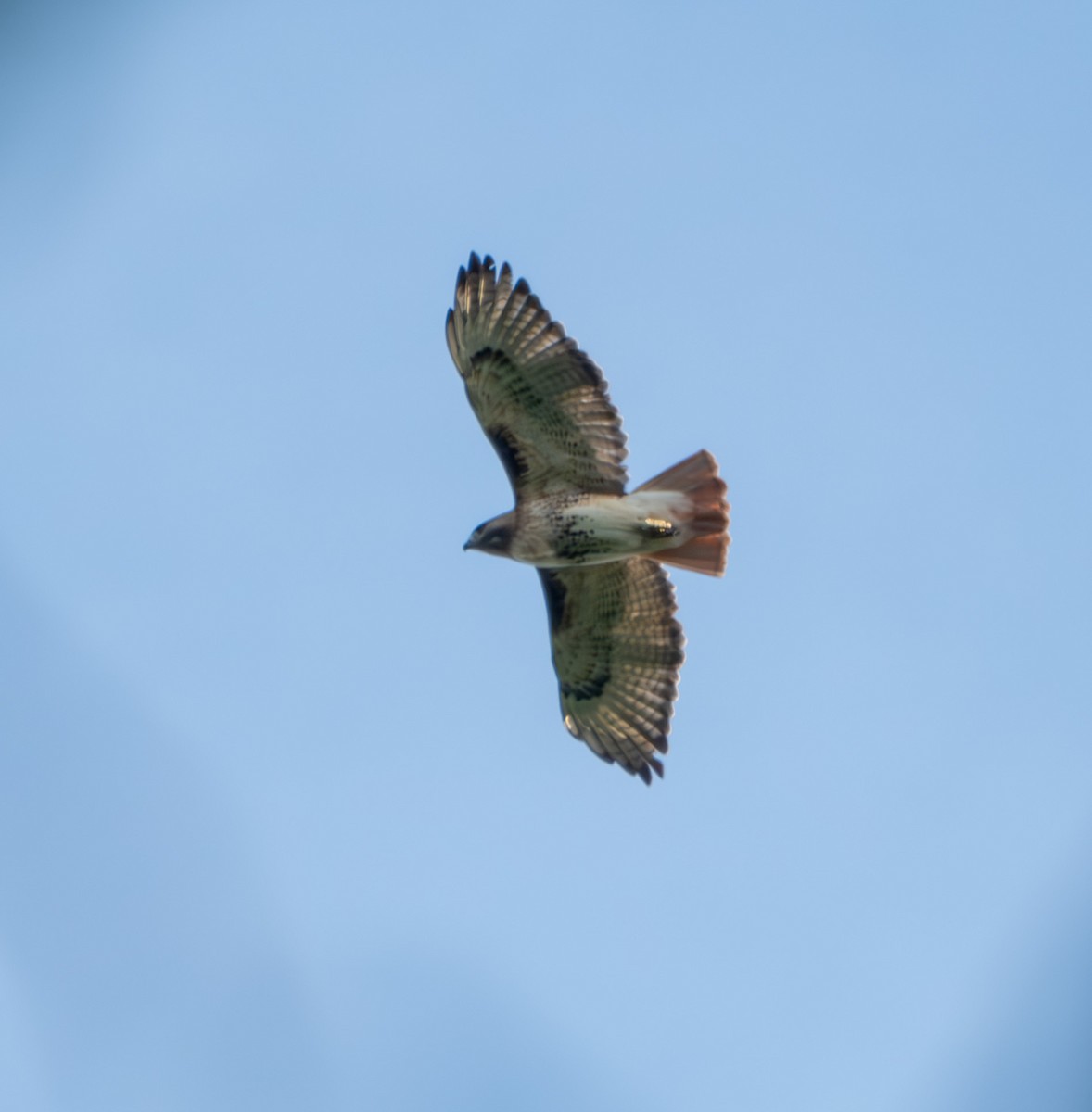 Red-tailed Hawk - Stewart Mayhew