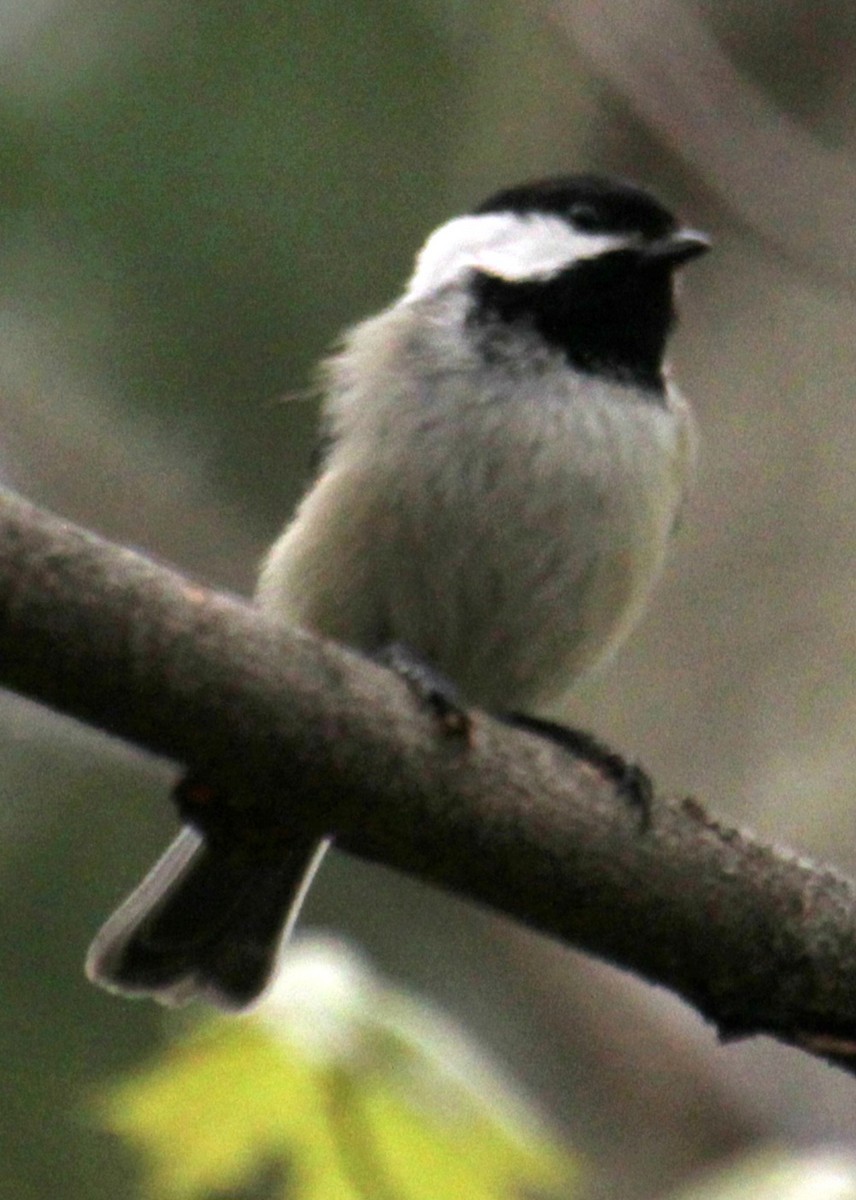 Black-capped Chickadee - Samuel Harris