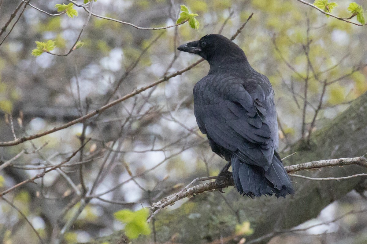 Common Raven - ML618401187