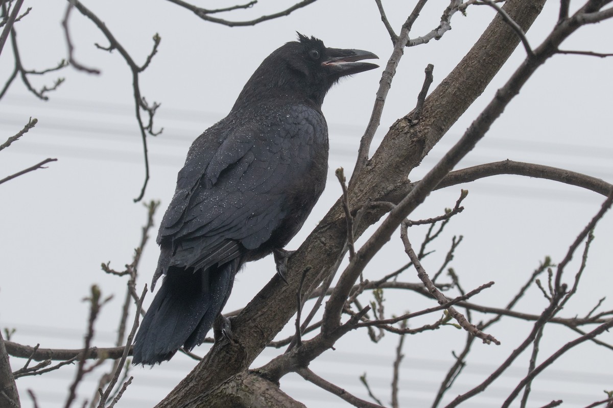 Common Raven - ML618401188