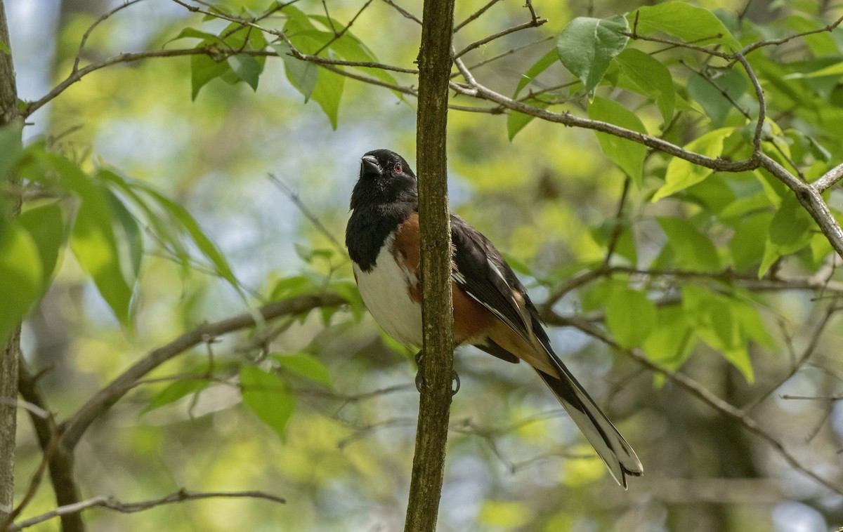 Eastern Towhee - ML618401203