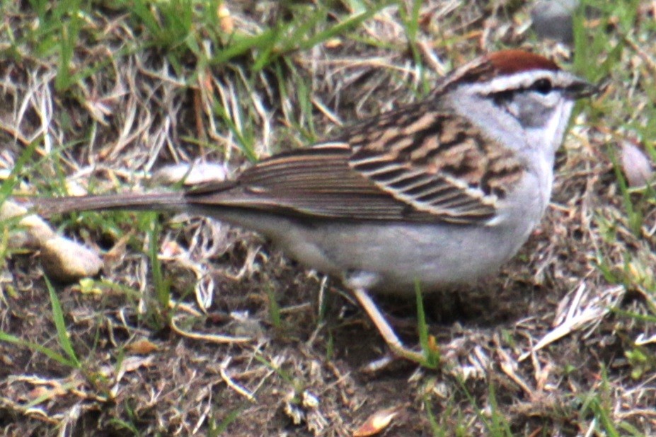 Chipping Sparrow - Samuel Harris