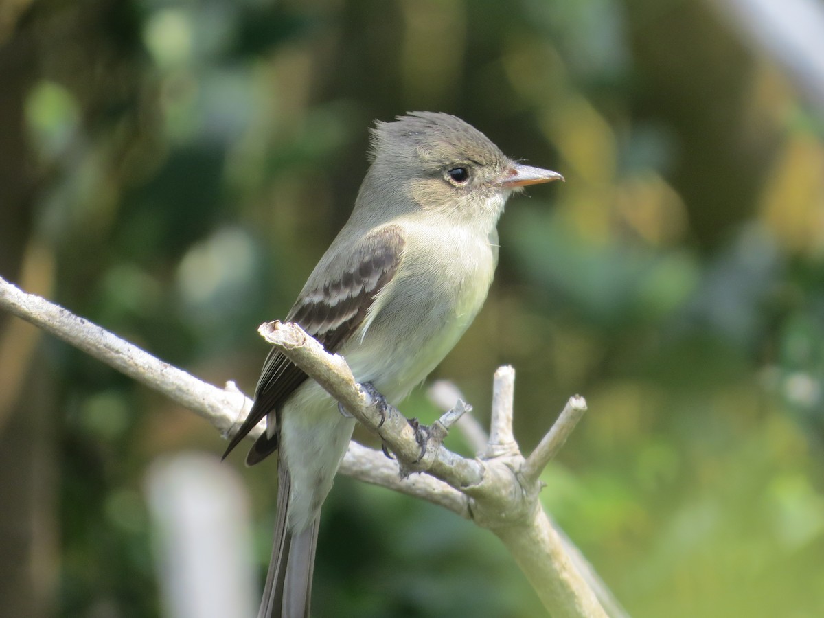 Willow Flycatcher - Tamie Bulow