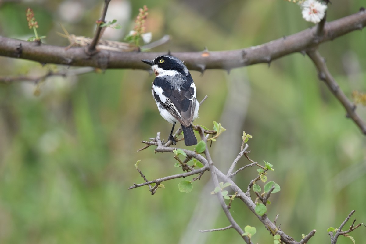 Chinspot Batis - Shirley Bobier