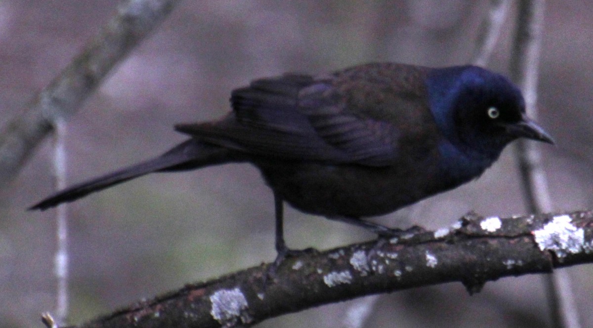 Common Grackle (Bronzed) - ML618401260