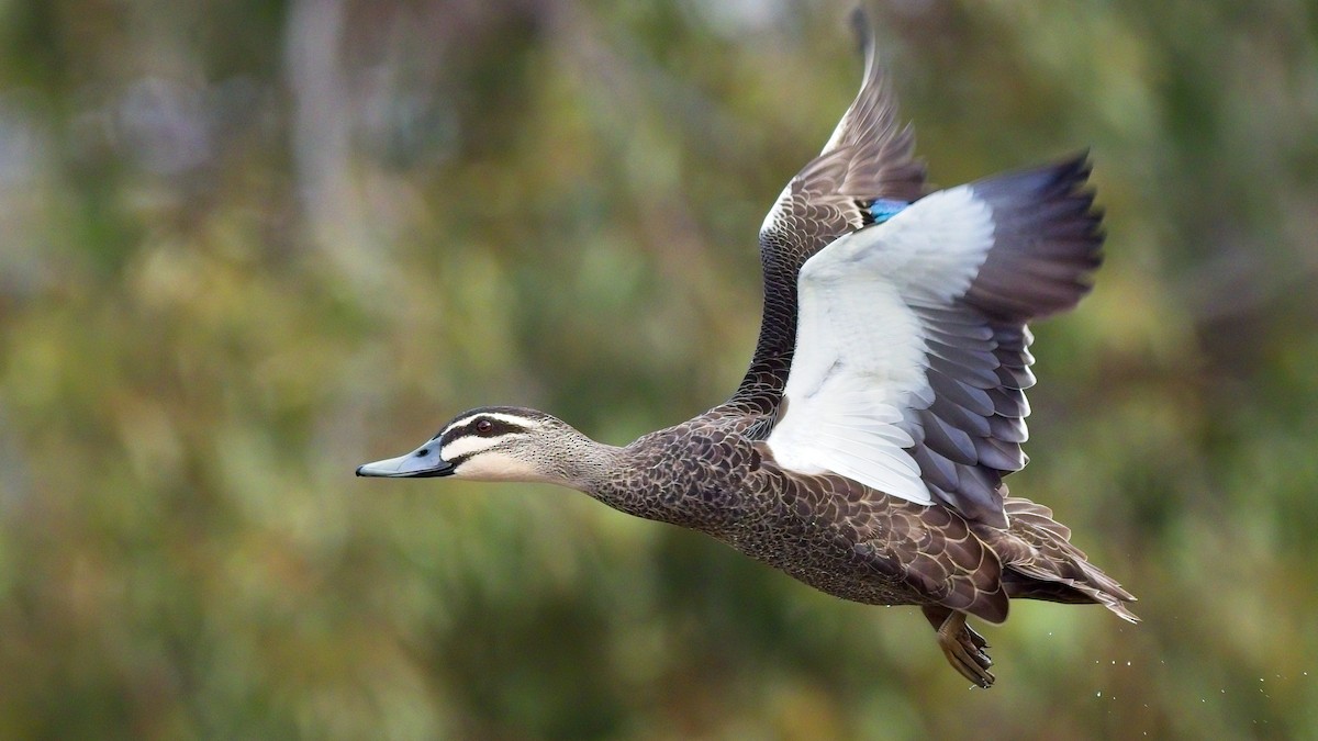 Pacific Black Duck - Duncan McCaskill