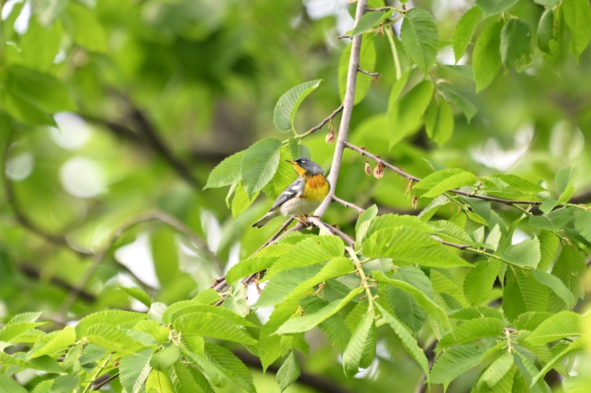 Northern Parula - ML618401305