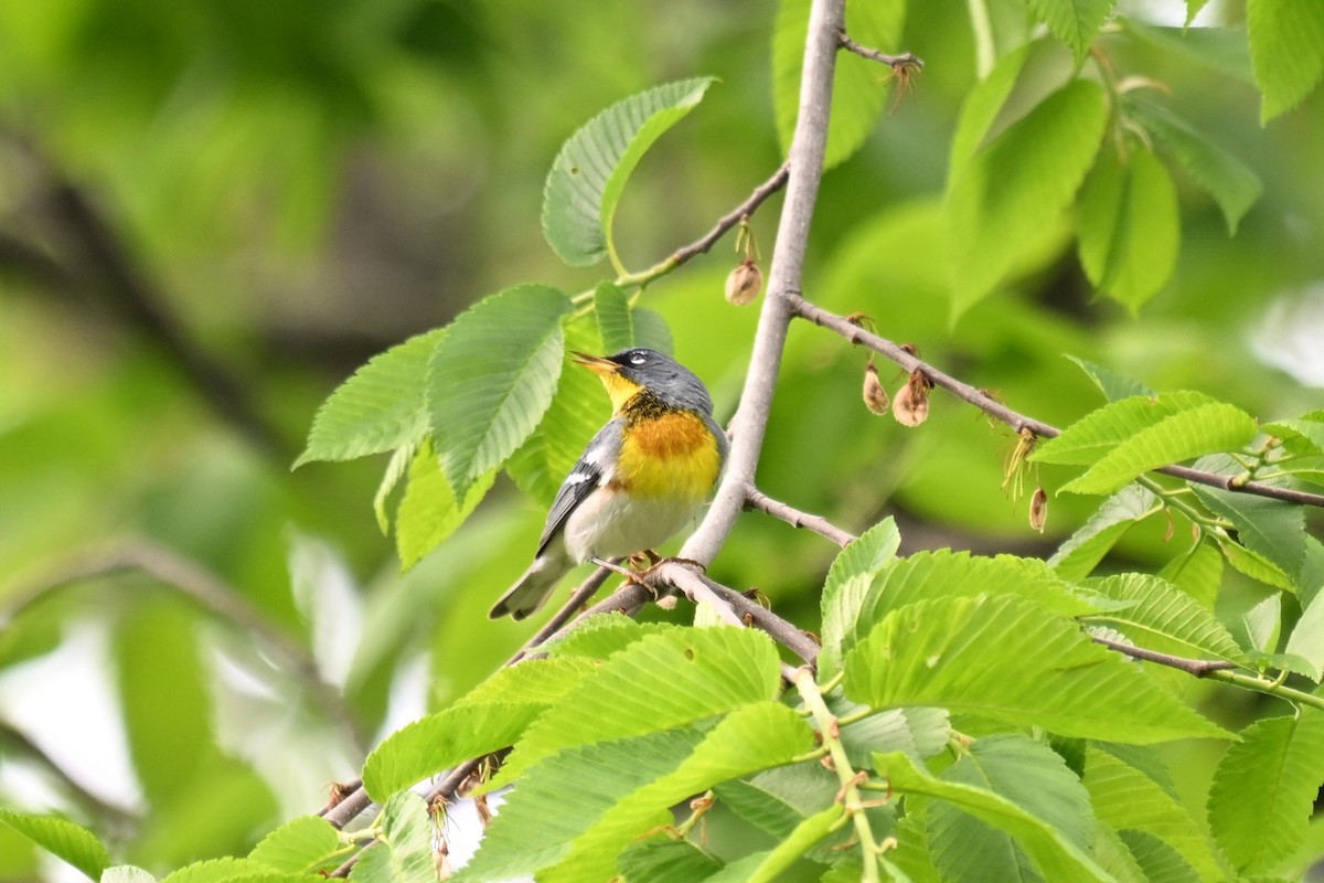 Northern Parula - ML618401306