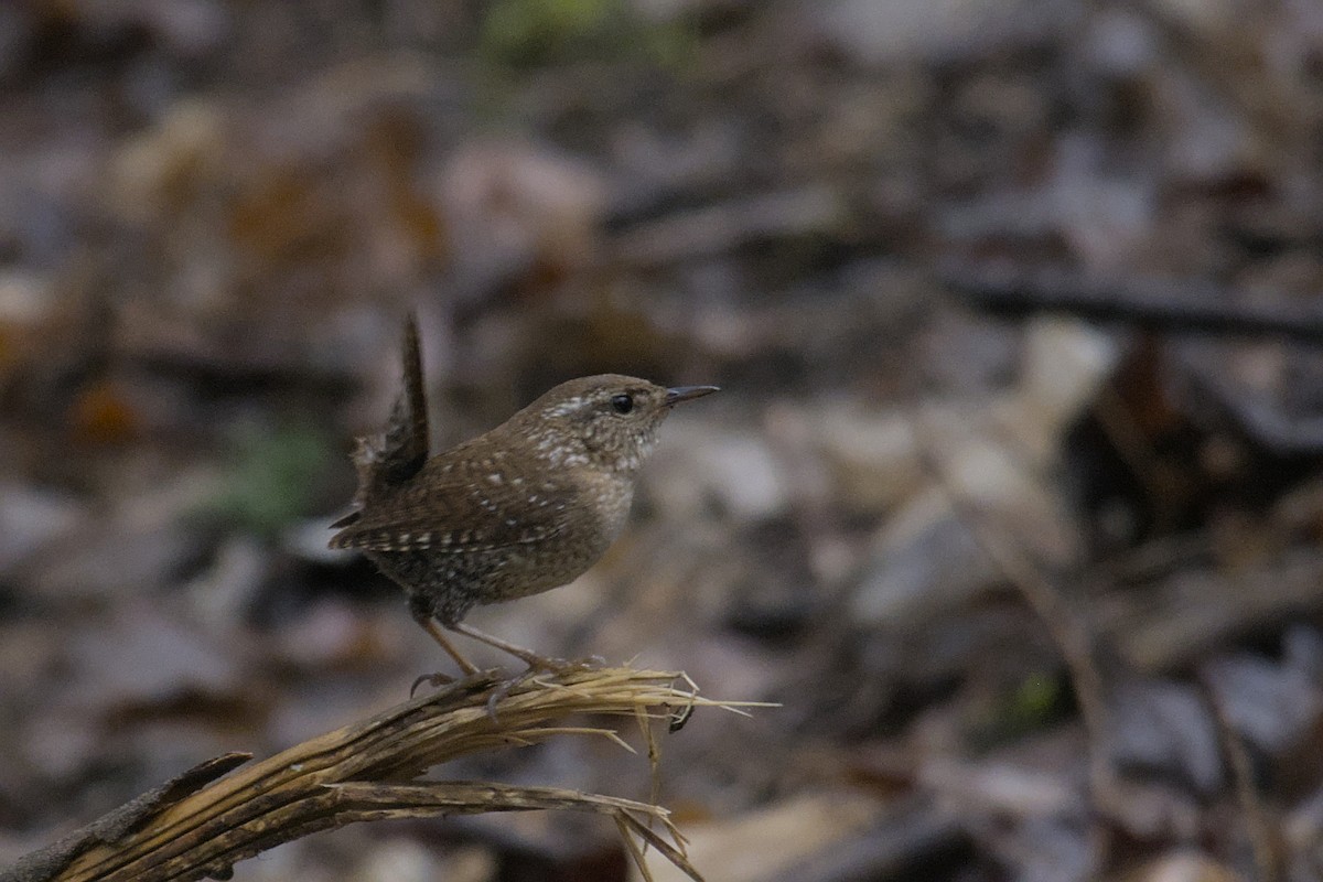 Winter Wren - Michael Drevininkas