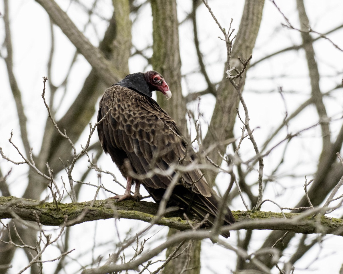 Turkey Vulture - ML618401318
