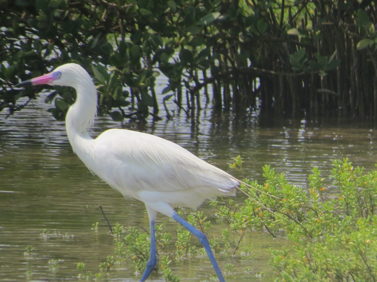 Reddish Egret - ML618401334