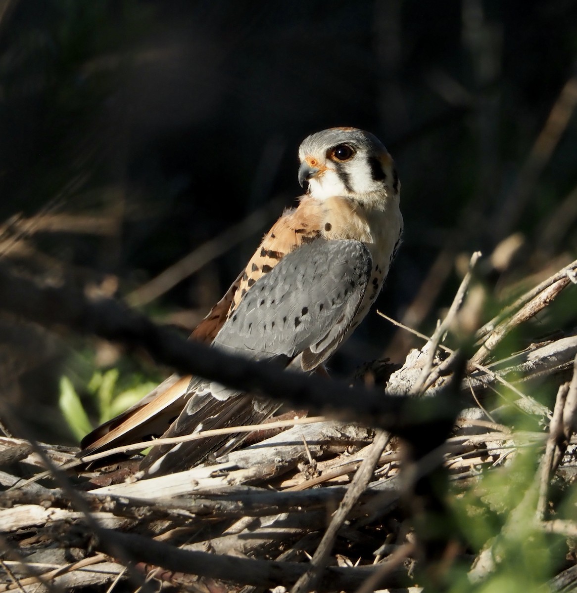 American Kestrel - Bob Nieman