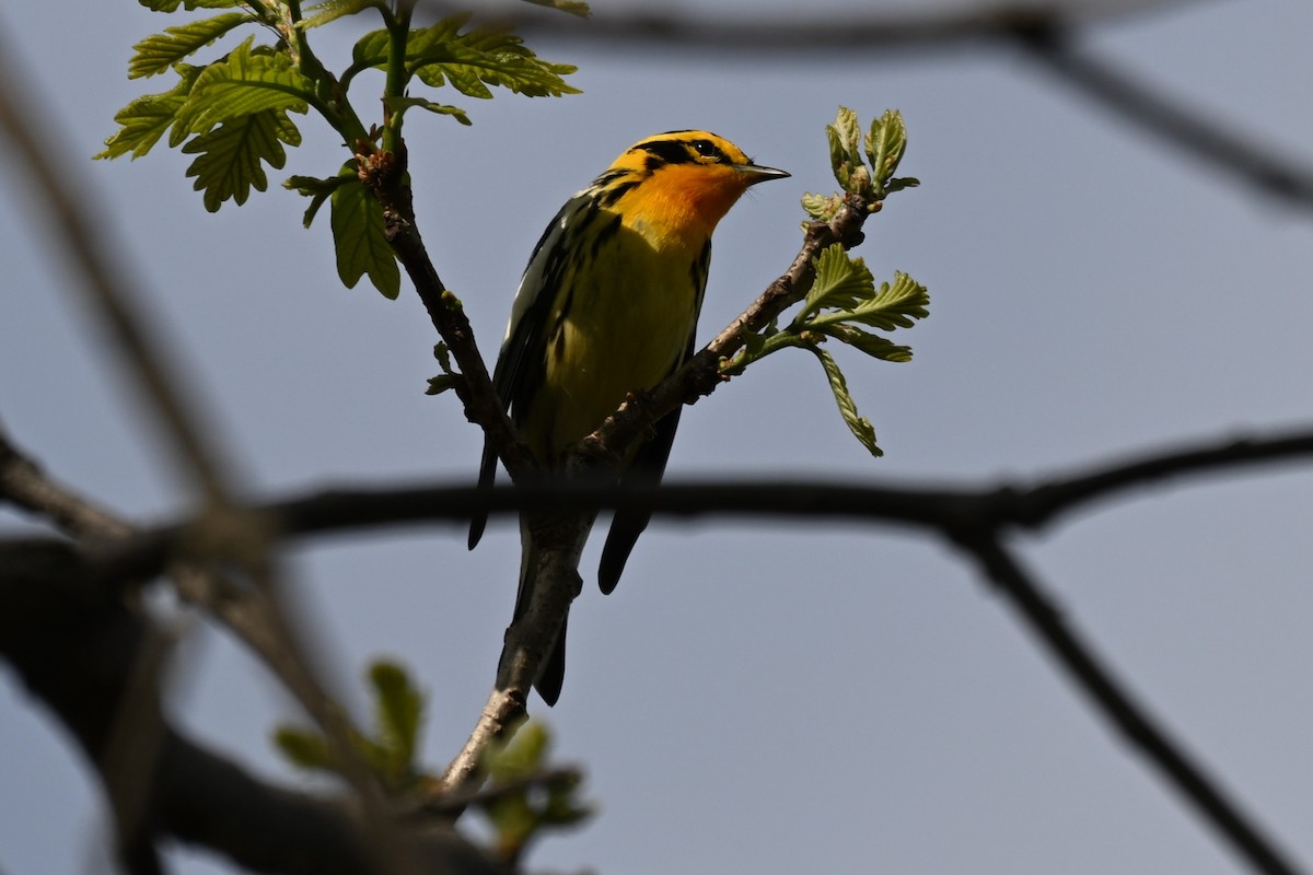 Blackburnian Warbler - Blake Livingston