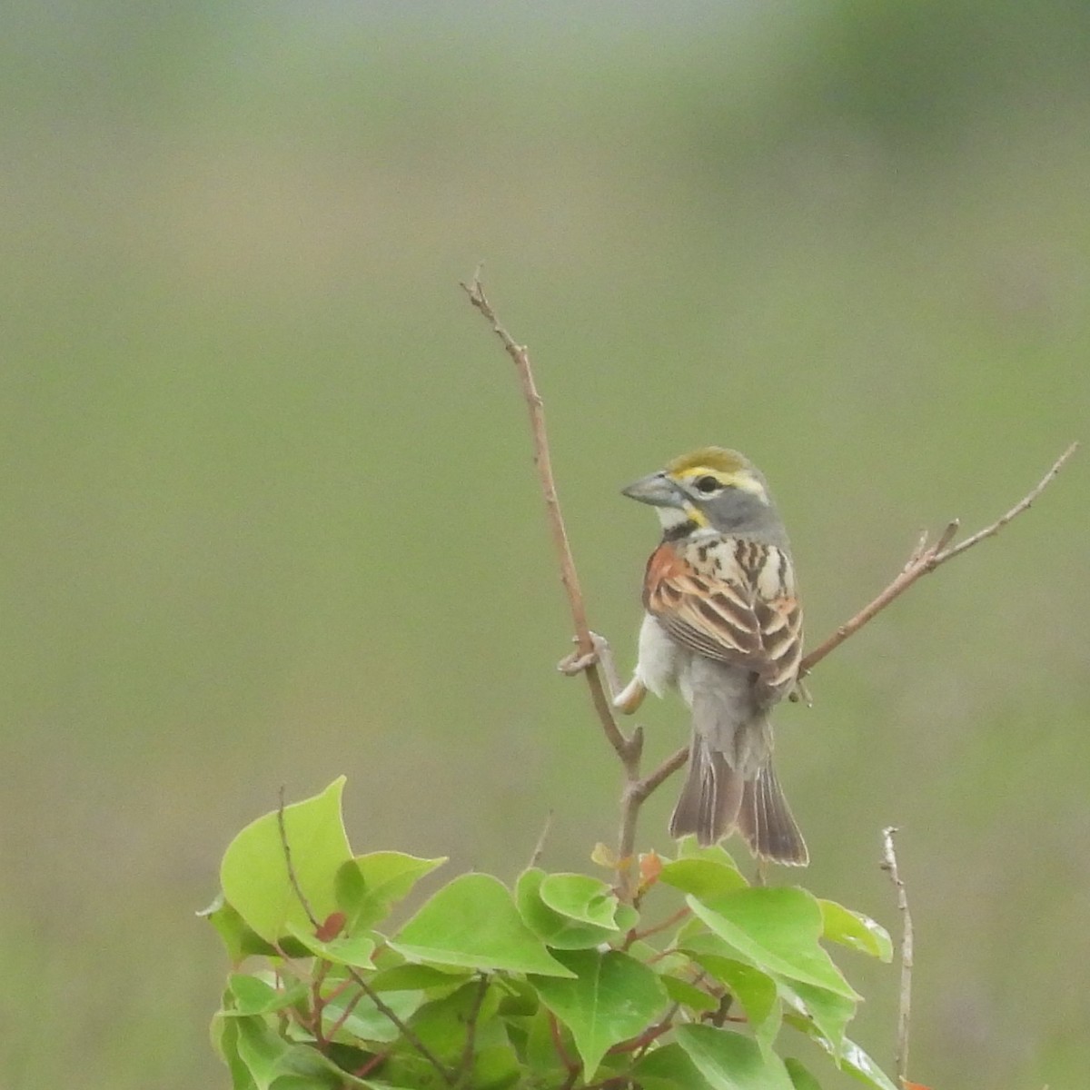 Dickcissel - Margi Finch