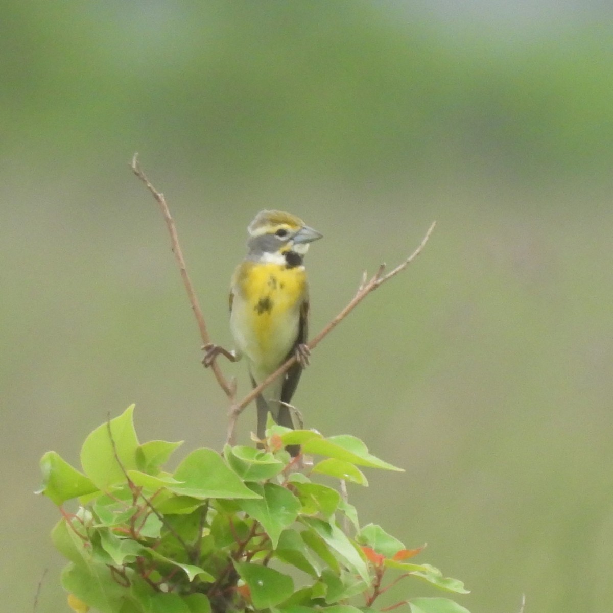 Dickcissel - Margi Finch