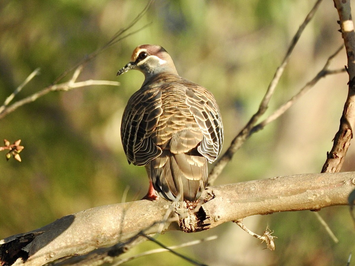 Common Bronzewing - ML618401405