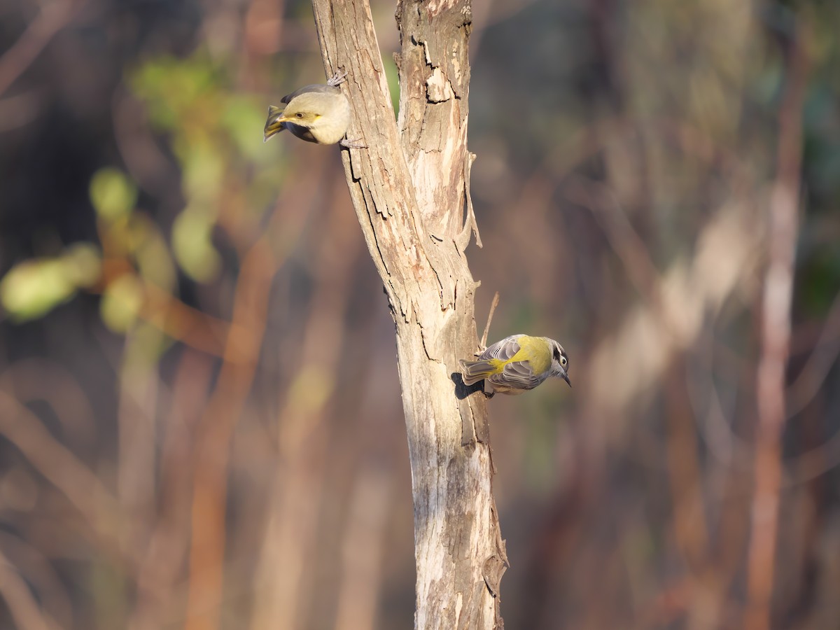 Brown-headed Honeyeater - Jonathan Boucher