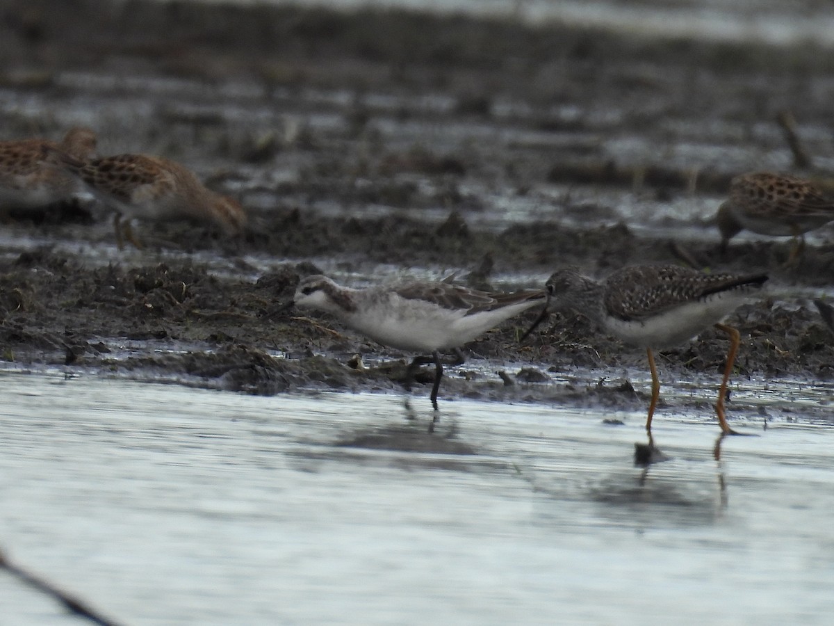 Wilson's Phalarope - ML618401426