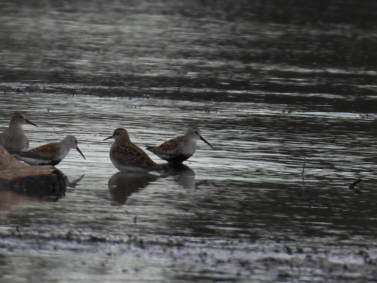 Dunlin - ML618401439