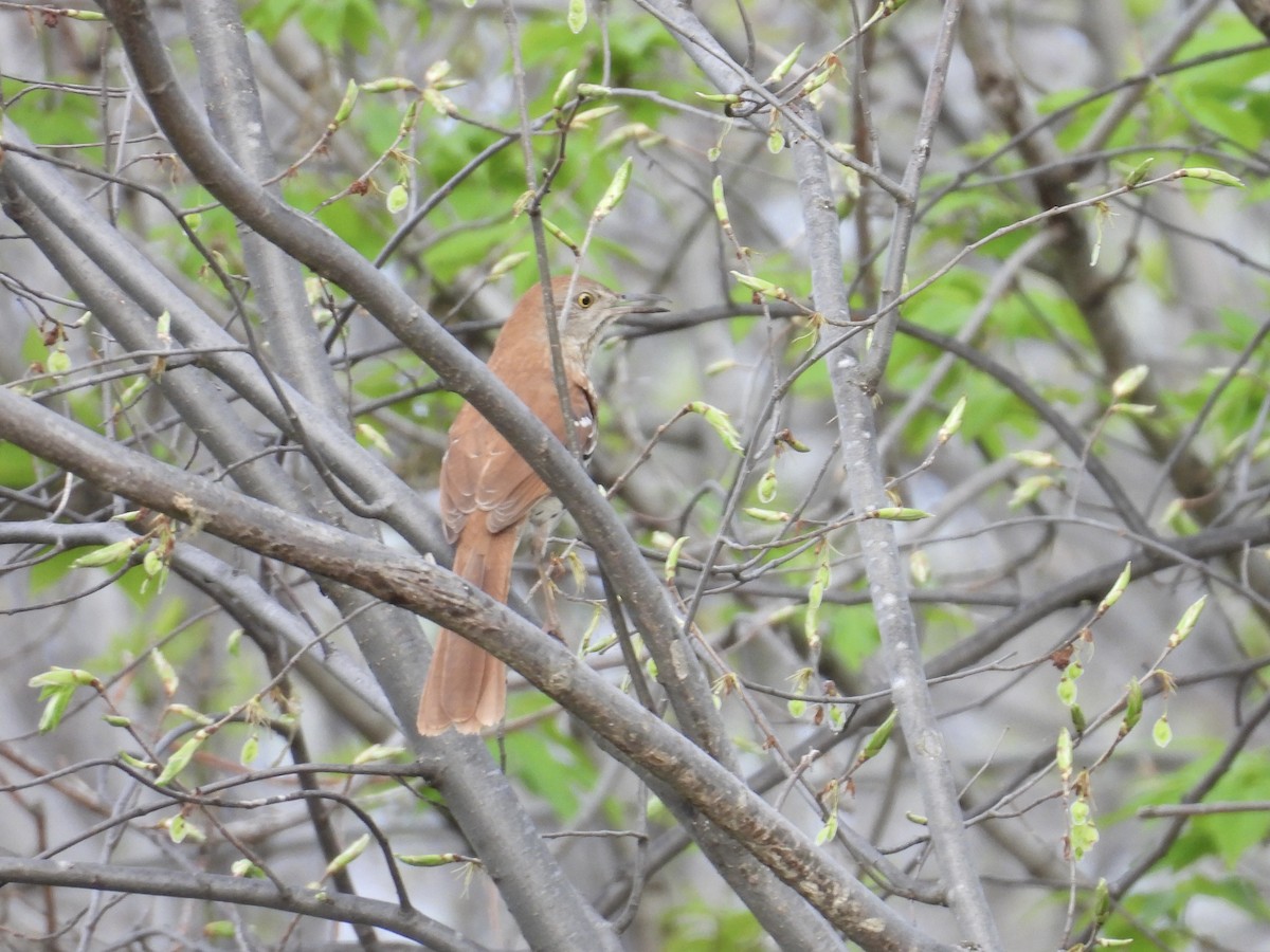 Brown Thrasher - ML618401446