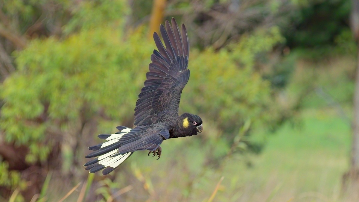 Yellow-tailed Black-Cockatoo - Duncan McCaskill