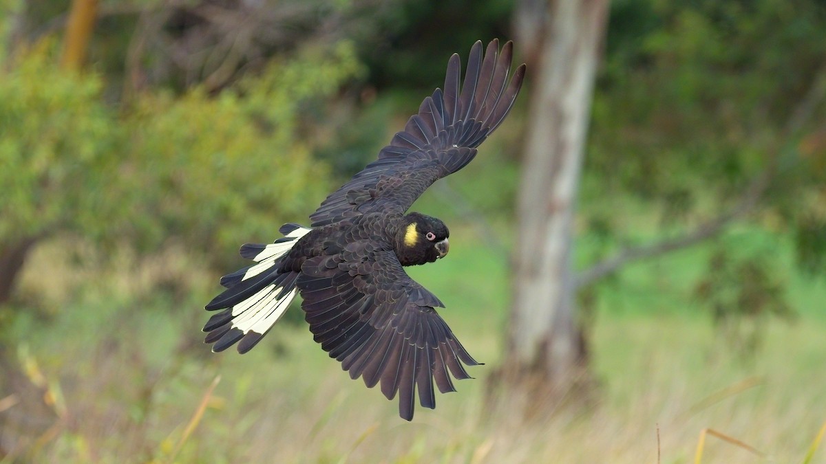 Cacatúa Fúnebre Coliamarilla - ML618401469