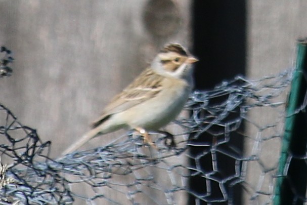 Clay-colored Sparrow - ML618401475