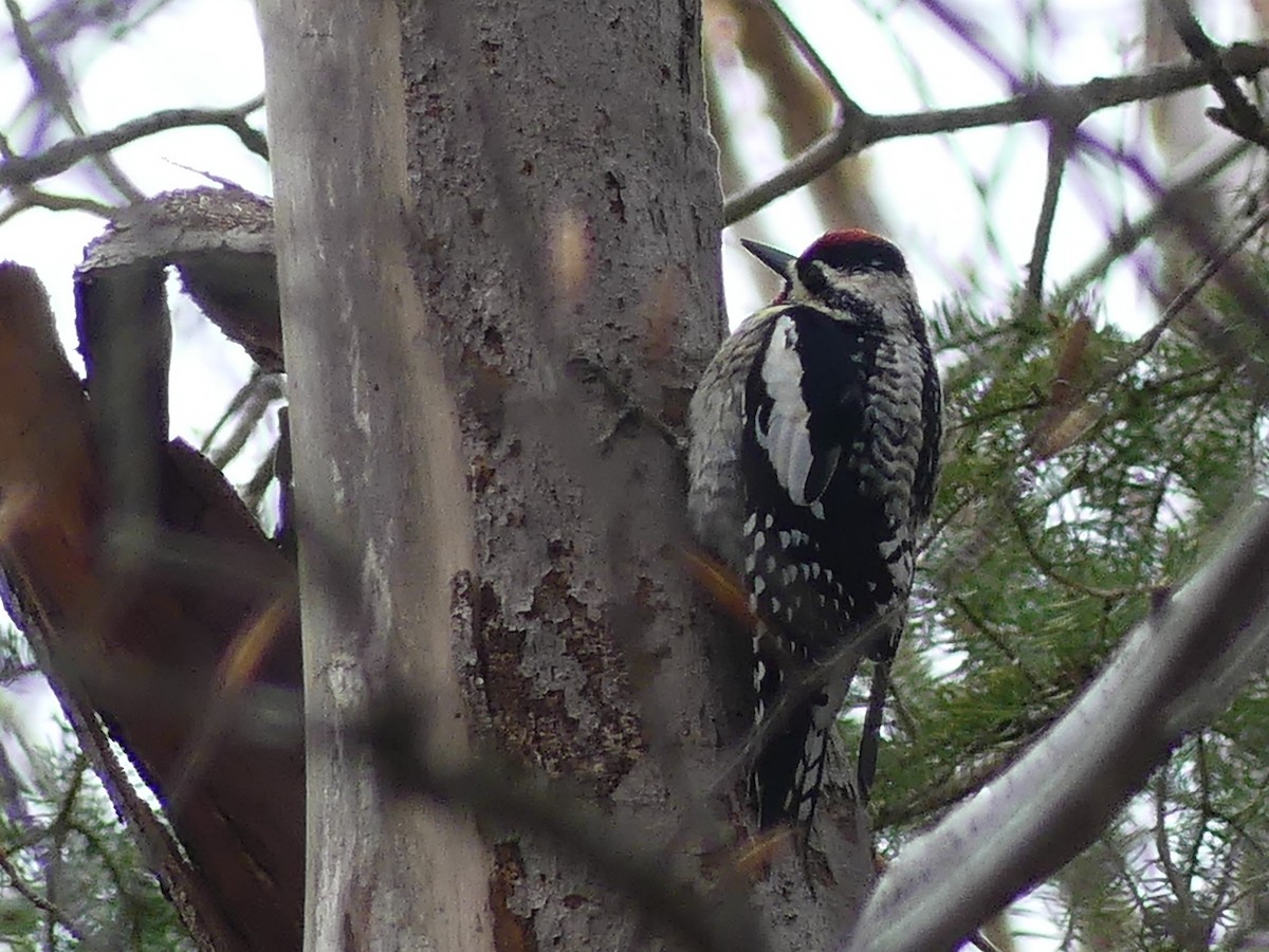 Yellow-bellied Sapsucker - ML618401485