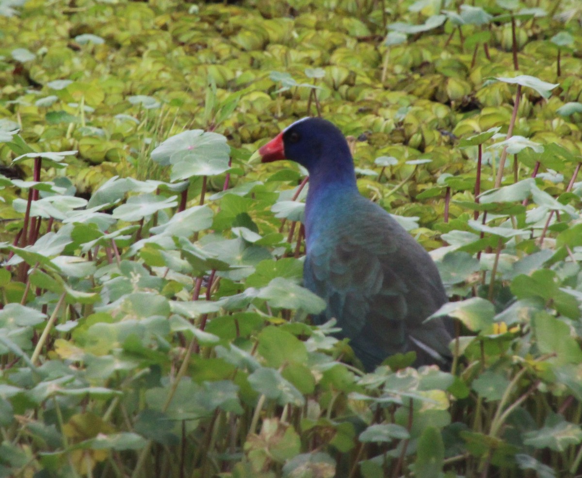 Purple Gallinule - Jane Barker-Hunt