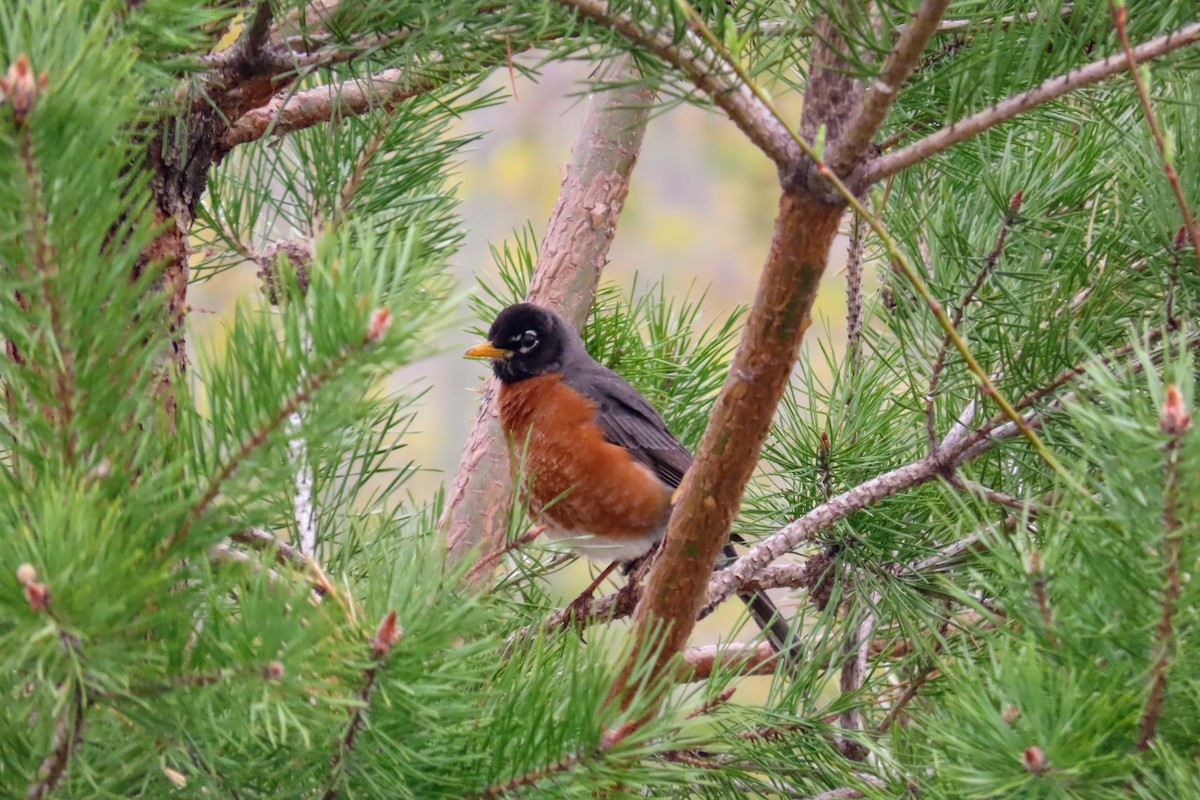 American Robin - ML618401505