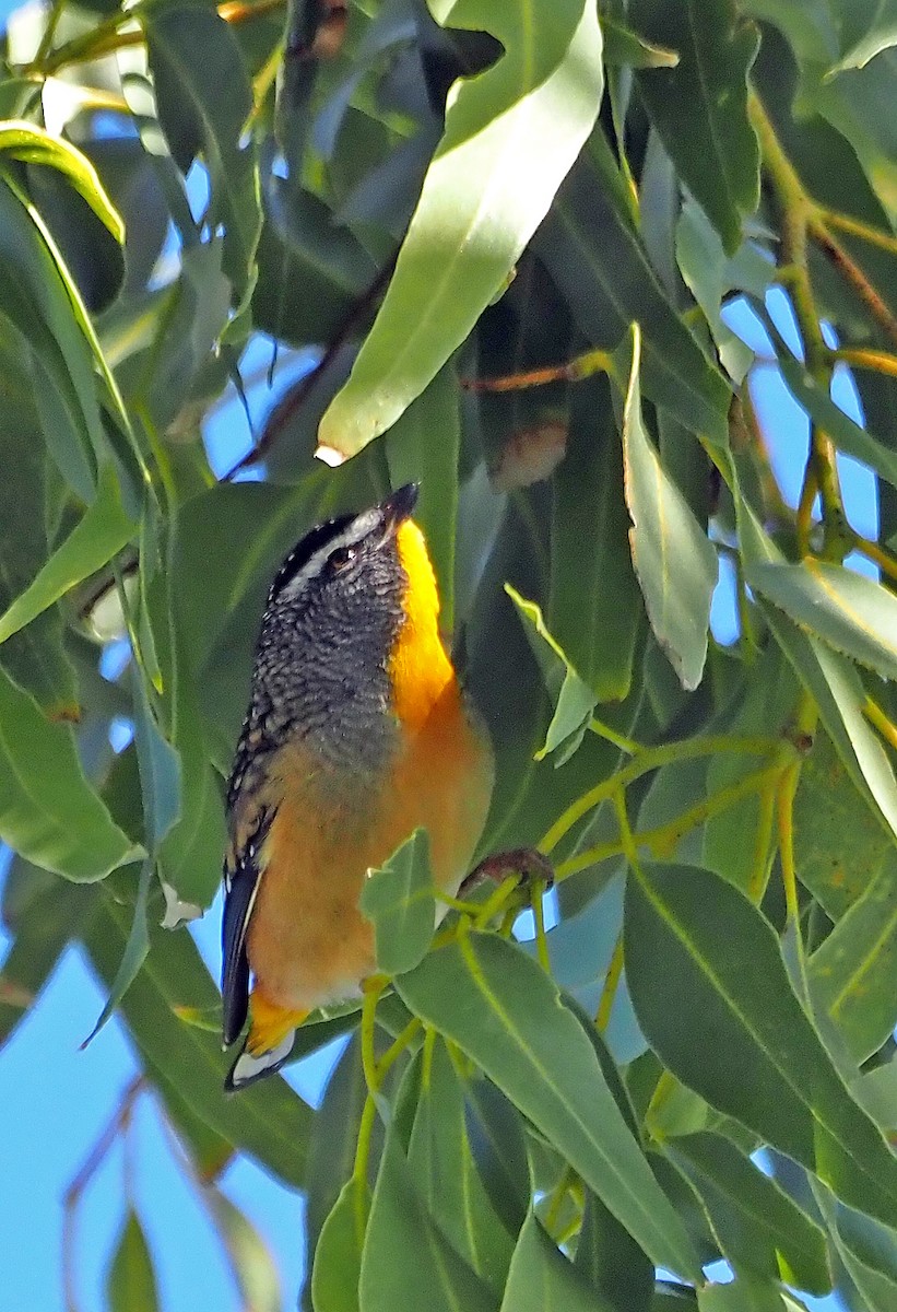 Pardalote pointillé - ML618401576