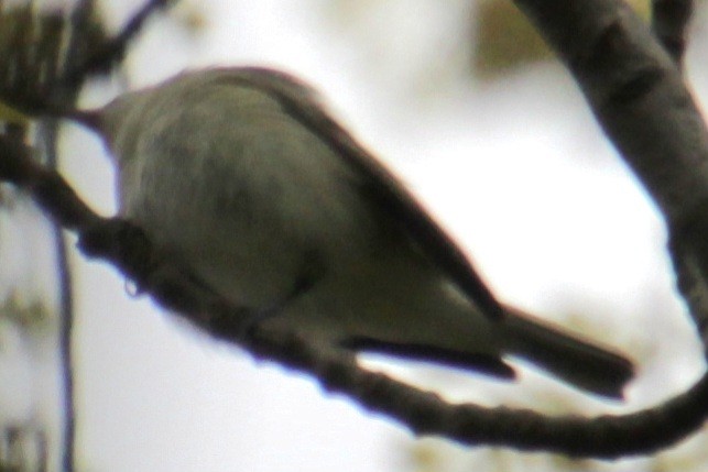 Warbling Vireo (Eastern) - Samuel Harris