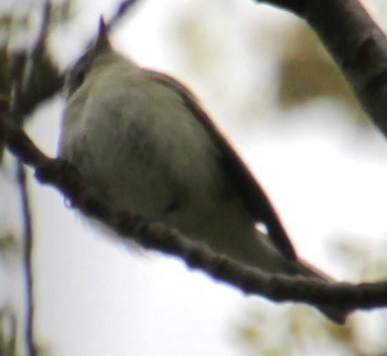 Warbling Vireo (Eastern) - Samuel Harris