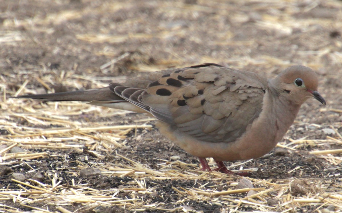 Mourning Dove - Samuel Harris